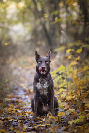 Border Collie is sitting on the road in the forest. Autumn photoshooting in park.の写真素材
