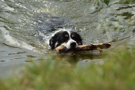 Border collie is swimming in the water. It was autumn photo workshop.の写真素材