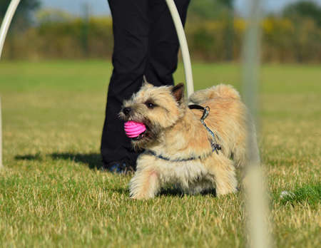Dog is running in hoopers. Amazing evening, Hurdle having private hoopers training for a sports...