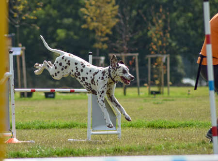 Dog is running in agility trail. Amazing evening, Hurdle having private agility training for a sports competitionの写真素材