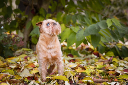 Brown dog is sitting in autumn nature. He is so cute dog.の写真素材