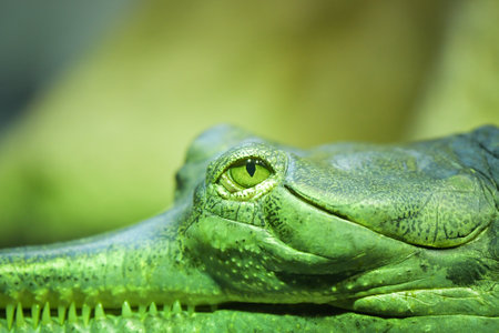 Crocodile eyes in the deep water. He has hungry in his eye.の写真素材