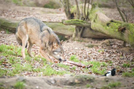 An Europe wolf is eating his meet in his habitat.
