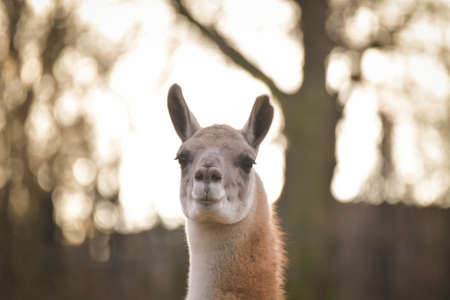 American lama is staying in the zoo near to the fence. They have not place for living.の写真素材