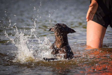 dog is swimming in the water. It was autumn photo workshop.の写真素材