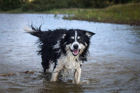 Border collie is running in the water. It was autumn photo workshop.の写真素材
