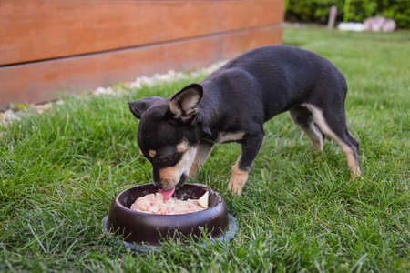 Puppy of chihuahua is eating dinner at the garden. She is so happy with this.の写真素材