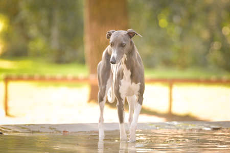 Dog whippet is standing in water. Nice dog in autumn nature.の写真素材
