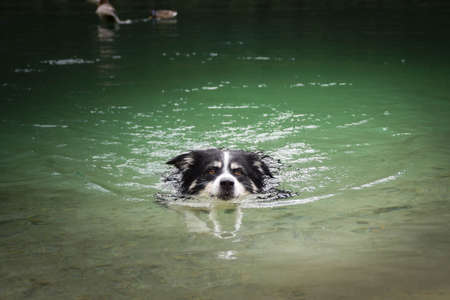 Border collie is swimming in the water. It was autumn photo workshop.の写真素材