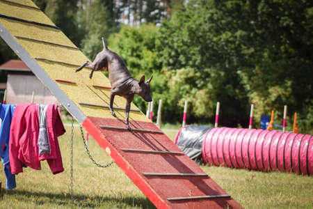 Crazy dog is running agility A-frame. She teachs new thing for competition.の写真素材