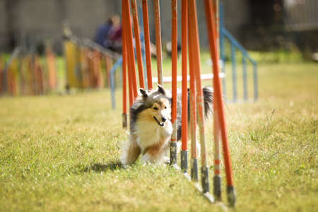 Sheltie dog in agility slalom on competition. Amazing day on czech agility competition in town...
