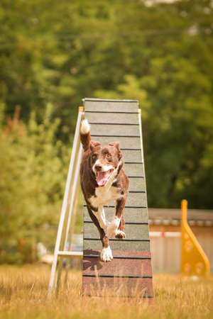 Border collie in agility balance beam. Amazing day on czech agility competition. They are middle expert it means A2.の写真素材