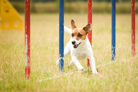 Jack russel dog in agility slalom on competition. Amazing day on czech agility competition in town Ratenice it was competition only for large.の写真素材