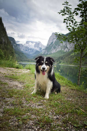 Portrait of border collie is sitting in austria nature near to glossglockner.の写真素材