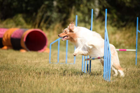 Dog is jumping over the hurdles. Amazing day on czech agility private trainingの写真素材