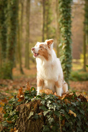 Australian shepherd is barking in the leaves in the forest. Autumn photoshooting in park.の写真素材