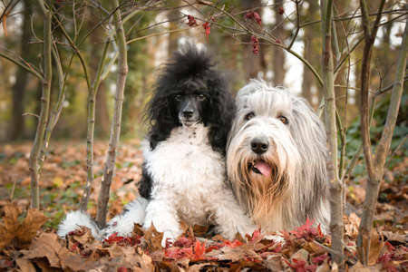Bearded collie and poodle are sitting in the reed. They are in nature. Autumn photo.