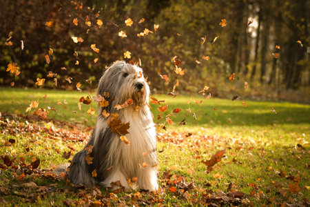 Bearded collie is sitting in leaves. He is in nature. Autumn photo.の写真素材