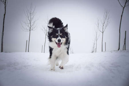 Tricolor border collie is running on the field in the snow. He is so fluffy dog.の写真素材