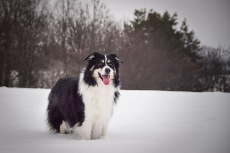 Tricolor border collie is standing on the field in the snow. He is so fluffy dog.の写真素材