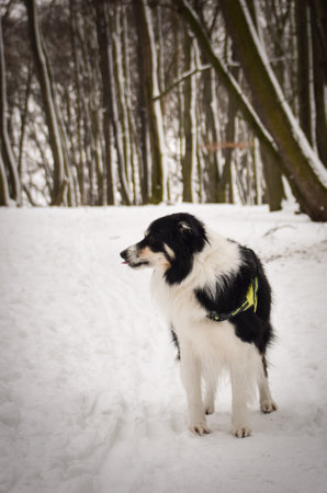 Tricolor border collie is standing on the field in the snow. He is so fluffy dog.の写真素材