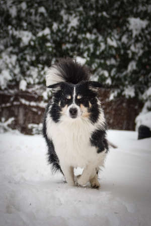 Tricolor border collie is running on the field in the snow. He is so fluffy dog.の写真素材