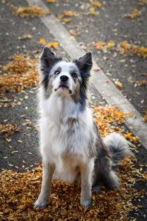 border collie is sitting in the leaves. He is so cute dog.の写真素材