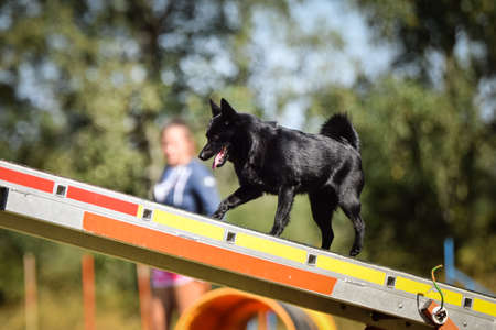 Schipperke dog is on see-saw. She is so incredible dog on agility.の写真素材