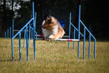 Sheltie is jumping over the hurdles. Amazing day on czech agility private trainingの写真素材