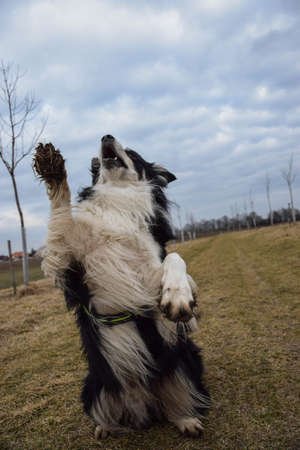 Border collie is begging in the grass. He is so crazy dog on trip.の写真素材