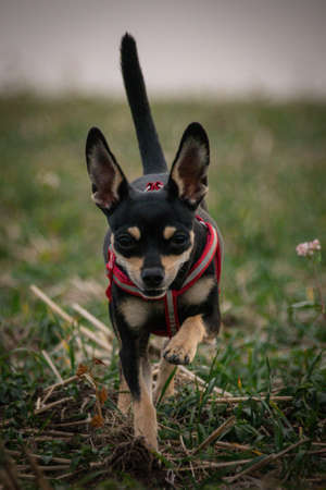 Chihuahua is running in the grass. He is so crazy dog on trip.の写真素材