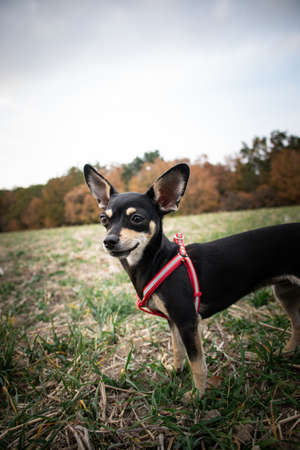 Chihuahua is standing in the grass. He is so crazy dog on trip.の写真素材