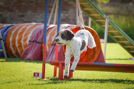 Dog is jumping over the hurdles. Amazing day on czech agility private trainingの写真素材