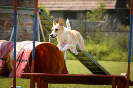 Dog is jumping over the hurdles. Amazing day on czech agility private training