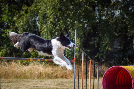 Dog is jumping over the hurdles. Amazing day on czech agility competition.