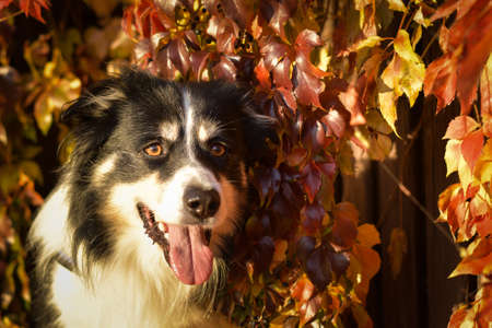 Autumn head of tricolor border collie. He is so cute in the leaves. He has so lovely face.の写真素材