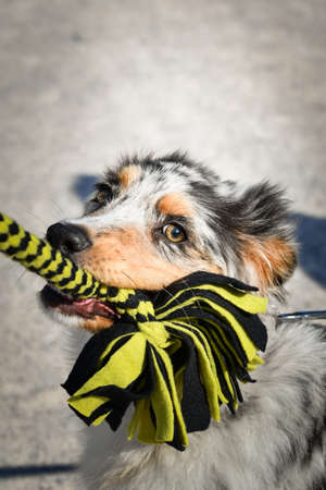 Puppy of australian shepherd is playing in the nature. Summer nature in park.の写真素材