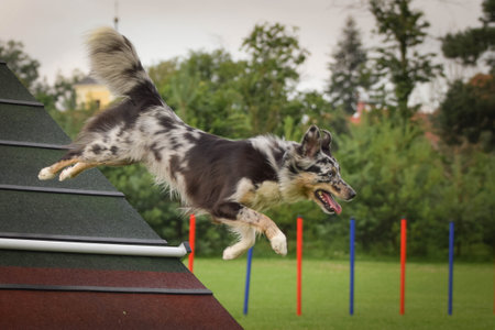 Dog, is running in agility A frame. Amazing evening, Hurdle having private agility training for a sports competitionの写真素材