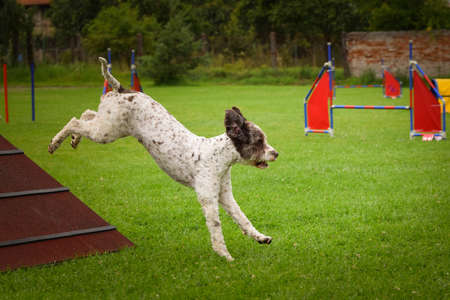 Dog, is running in agility A frame. Amazing evening, Hurdle having private agility training for a...