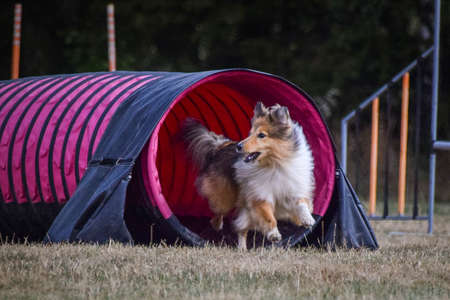 Dog is running in agility. Amazing evening, Hurdle having private agility training for a sports competitionの写真素材