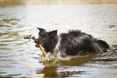 Border collie is hunting stick in the water. She is wet dog.の写真素材