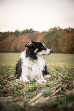 Border Collie is lying in the grass. He is so crazy dog on trip.の写真素材