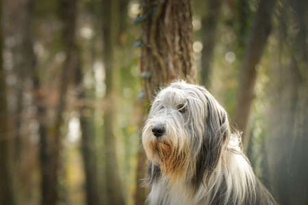 Bearded collie is sitting in the forest. It is autumn portrait.の写真素材