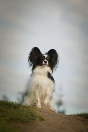 Papillon is sitting in the grass. It is autumn portrait.の写真素材