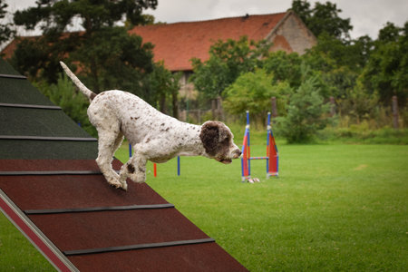 Crazy dog is running agility A-frame. She teachs new thing for competition.の写真素材