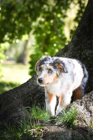 Puppy of australian shepherd is running in the nature. Summer nature in park.の写真素材