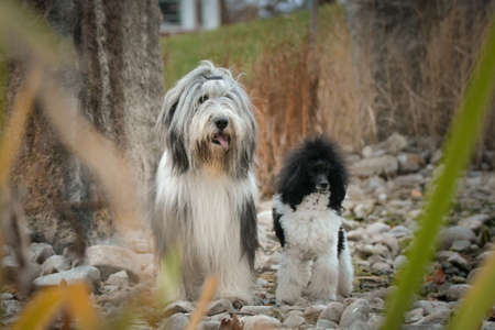 Bearded collie and poodle are sitting in the reed. They are in nature. Autumn photo.の写真素材