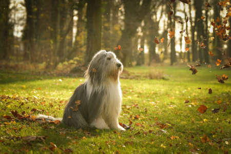 Bearded collie is sitting in the forest. It is autumn portrait.の写真素材