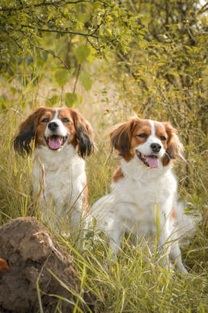 Portrait of dogs kooikerhondje. She is so nice dog.