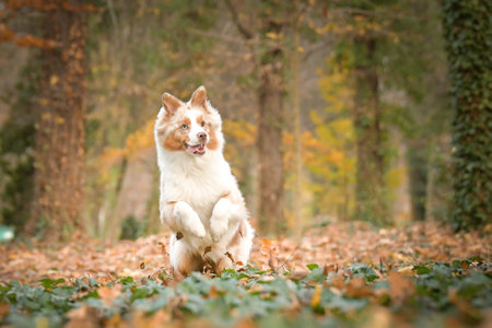 Australian shepherd is running in the leaves in the forest. Autumn photoshooting in park.の写真素材